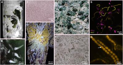 Dark blue-green: Cave-inhabiting cyanobacteria as a model for astrobiology